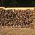 Oak firewood 1 thumbnail