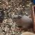 Rabbits 3 thumbnail