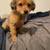 Chihuahua mix puppy 3 thumbnail