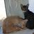 kitties need furrever homes 4 thumbnail