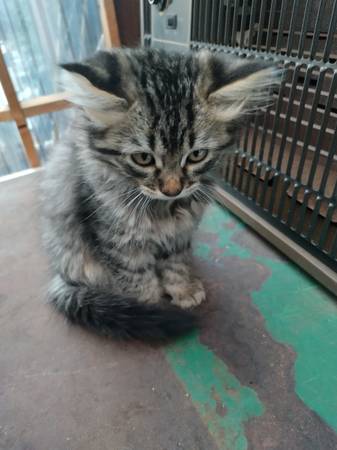 Buscando amor? (richmond / point / annex)63861571366017121