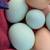 Easter Egger Chicks 2 thumbnail