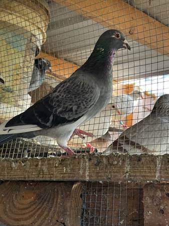 Breeder pigeons 1