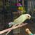 Mooncheek and Mint Conure 2 thumbnail