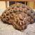 Balinese Hand Carved, Wooden Buddha, Face Mask 5 thumbnail
