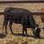 Longhorn/ corriente cattle 3 thumbnail