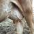 Jersey Milk Cow 4 thumbnail