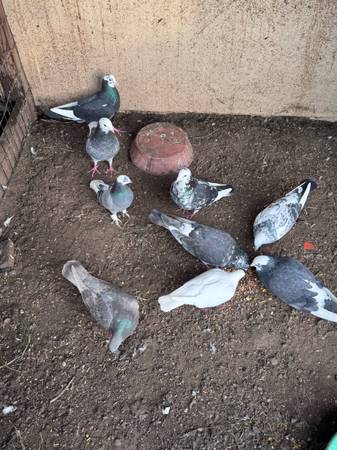 Pigeons-Palomas 1