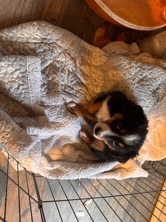 Aussie Babies63654750432387121