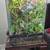 Fully Equipped 18×18×24 Exo Terra Crested Gecko Setup + Gecko 2 thumbnail