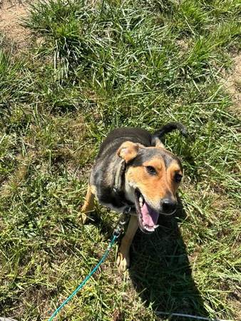 Year old mixed dog free to good home (Hillsboro, OR)63842374325379123