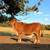 Registered Red Brahman Bull 1 thumbnail