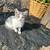 Price dropped: Socialized, Beautiful kittens 8 thumbnail