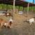 large breed nanny goats for sale 5 thumbnail