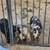 3 Kunekune pigs 9 thumbnail