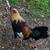 Gamefowl/roosters 9 thumbnail