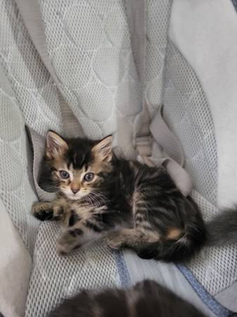Kittens with mittens (Wakeman)63907990108546122
