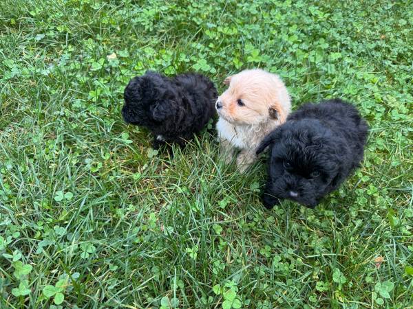 Pomapoo pups63942367934082121