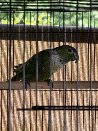 Black capped conure 1