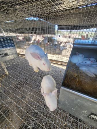 Rabbit new zeland White's - $50 (Van Nuys)63470806146305123