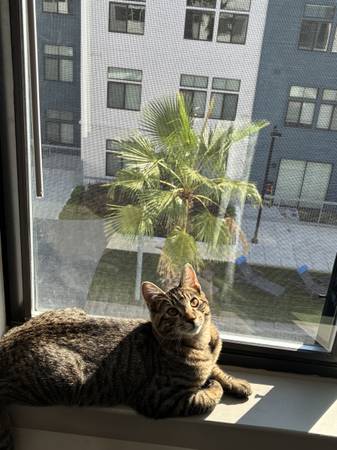 6 month old male Tabby (Jacksonville)63682051610625124