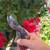 Tree Removal / Pruning / Stump Grinding / Arborist 8 thumbnail