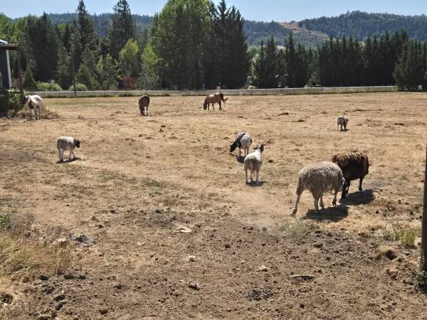 Sheep shearer Needed 1
