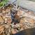 Kittens 4 thumbnail