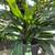 Clivia plants 3 thumbnail