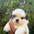 Shih tzu 3 thumbnail