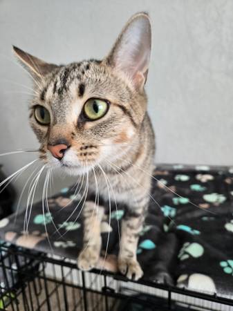 Gata negra atigrada necesita un hogar (y esterilización) (sur de Minneapolis)