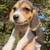 rehoming beagle puppies 3 thumbnail