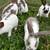 Meat rabbits 5 thumbnail