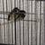 Finch Society finches 2 thumbnail