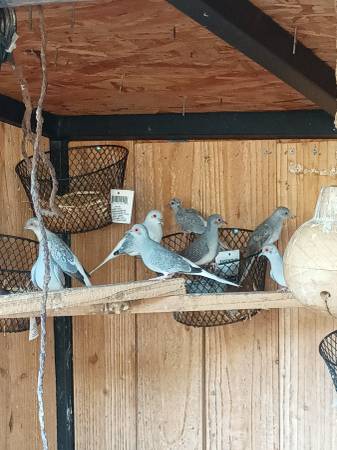 Palomas diamante (Kyle)63975348797954123