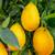 CITRUS TREES $20 - MORE THAN 5000 TREES - 50 CITRUS VARIETIES IN STOCK 2 thumbnail