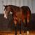 Horses 3 thumbnail