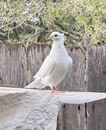 Old German Owl Pigeons, Many colors - $25 (NW Austin) 1