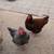 Chicken Coop & chickens 2 thumbnail