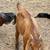 Boer Cross Wethers / Nubian cross Doe 3 thumbnail