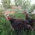 Turkey Flock Starter Kit 3 thumbnail