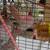 OEGB roo and blacktail Japanese bantam hen 7 thumbnail