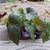 Various plants 6 thumbnail