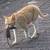 GOT RATS? GET WORKING CATS!! 3 thumbnail