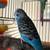 Parakeet 1 thumbnail