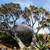 ALOE BAIENSEII ,DR SUSE tree & Dracaena Draco 11 1 thumbnail