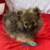 Pomeranian Puppy 1 thumbnail