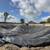 Pond liner For sale- Strong, Durable, Uv resistant,Free Shipping! 7 thumbnail