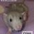 Rats 11 thumbnail