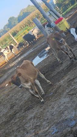 300 pound jersey heifers 1